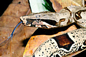 Boa constrictor