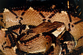 Bushmaster snake,Costa Rica