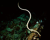 Beaked sea snake,Enhydrina schistosa
