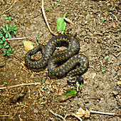 A female European viper (adder) in Norfolk,England