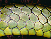 Skin detail of the snake,Chironius monticola