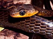 The head of a yellow machete snake,Chironius sp