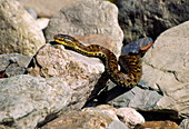 Japanese pit viper