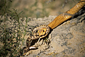 Cape cobra feeding