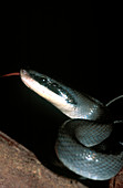 Cave racer snake