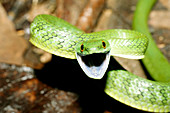 Green racer snake