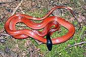 Amazon scarlet snake