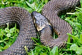 Grass snake