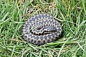 Common adder