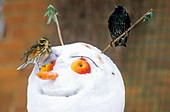 Birds perched on a snowman