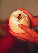 Hatching ostrich egg