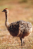 Young ostrich