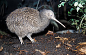 Brown kiwi