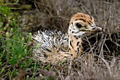 Ostrich chick