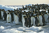 Emperor penguins