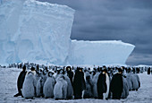 Emperor penguin rookery