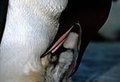 Emperor penguin feeding chick
