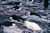 Albino chinstrap penguin