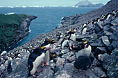 Macaroni penguin colony