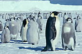 Emperor penguin and chicks