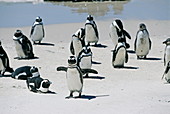 African penguins,Spheniscus demersus