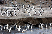 Chinstrap penguins