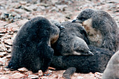 Chinstrap penguin chicks