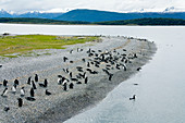 Magellanic penguins