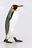 King penguin