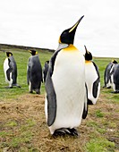 King penguins