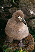 Sooty albatross