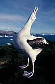 Wandering albatross displaying