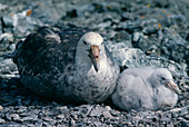 Southern giant petrel and chick