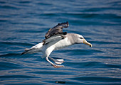 Salvin's albatross