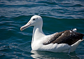 Royal albatross