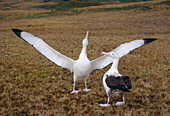 Wandering albatross pair