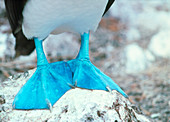 Blue-footed booby feet