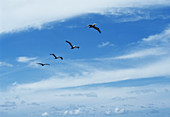 White pelicans in flight