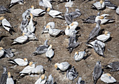 Australian gannet colony