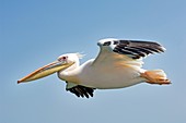 Great white pelican in flight