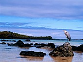 Heron perched on rocks