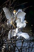 Cattle egret juveniles