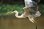 White-necked heron