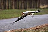 White stork carrying nesting materials