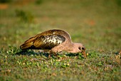 Hadeda ibis