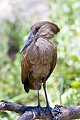 Hammerkop