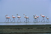 Greater flamingos wading