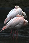 Flamingos preening