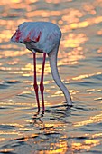 Greater flamingo feeding