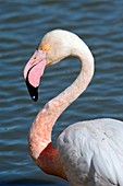 Greater flamingo